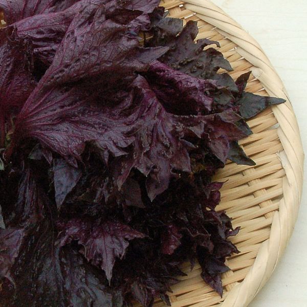 三つの情景 紫蘇・大原