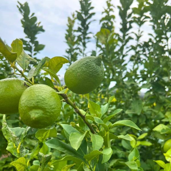 グリーンレモンの味わい